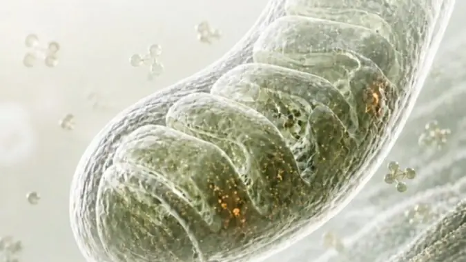 Cutaway render of a mitochondrion showing its folded inner membrane